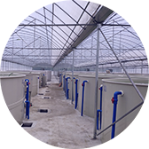 工廠化循環(huán)水養(yǎng)殖魚(yú)苗項(xiàng)目二